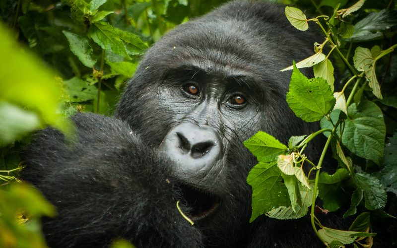 3 Memorable Days Gorilla Trekking 4x4 Self drive Uganda