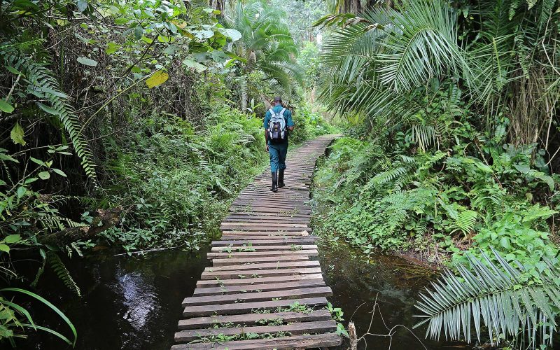 8 Days Uganda Safari, Bigodi wetland walk