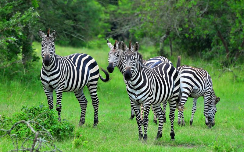 8 Days Uganda Safari - Lake Mburo Wildlife Safari